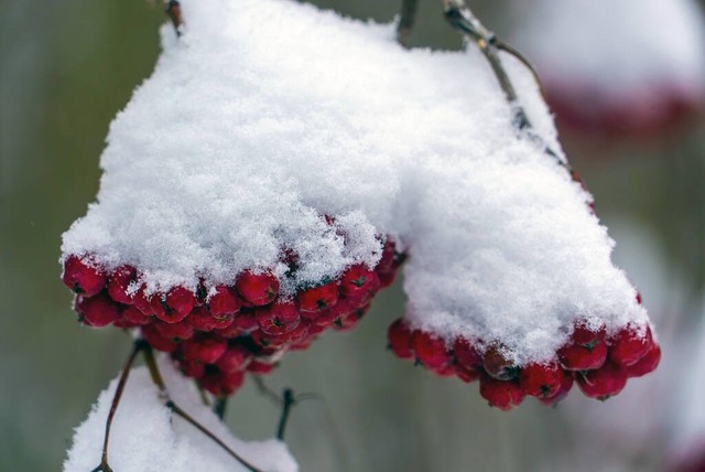 含有冬的诗词飞花令,一年级必背古诗飞花令冬