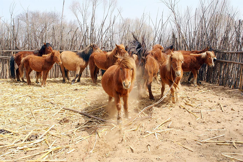 草原十大霸主是谁,草原四大名马
