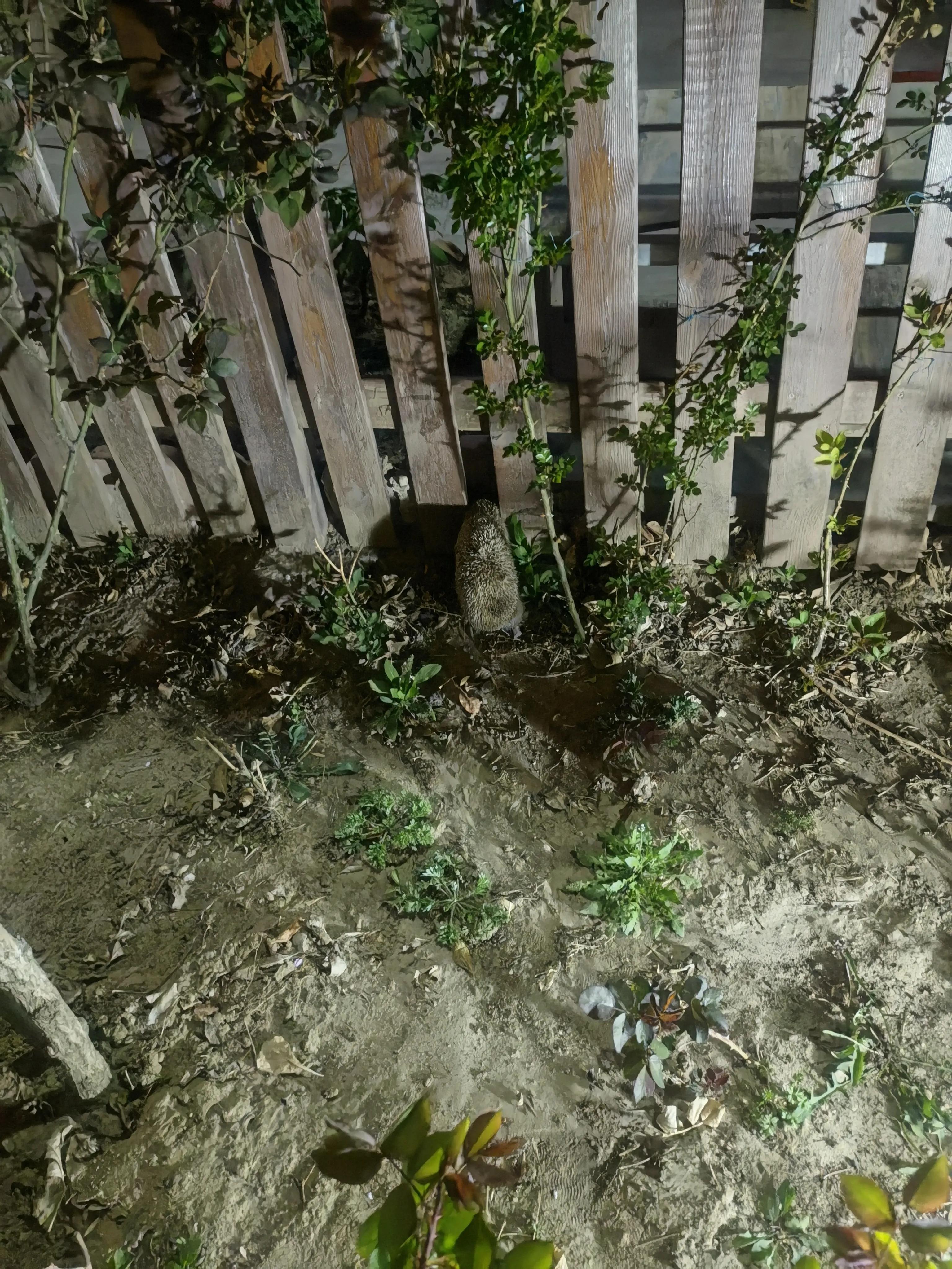 北京人移居固安真实感受,北漂定居固安记录生活