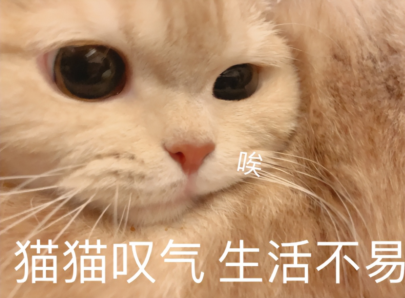猫猫能喝人的葡萄糖吗,猫猫能喝真果粒吗