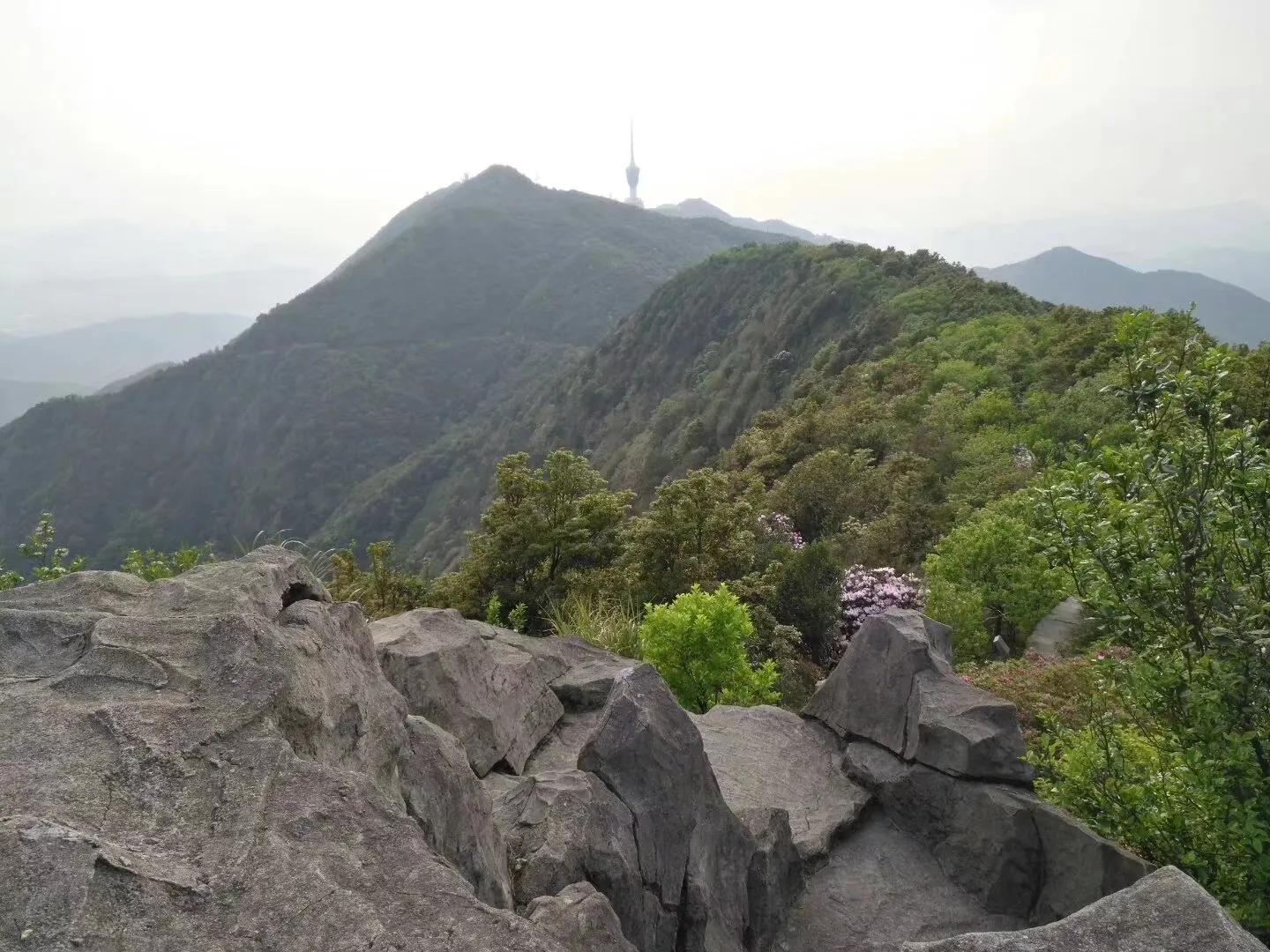 散文议论句子摘抄,荔枝的散文