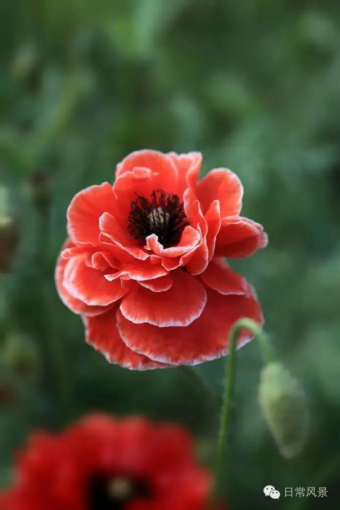 婆婆画画,婆婆画画教程