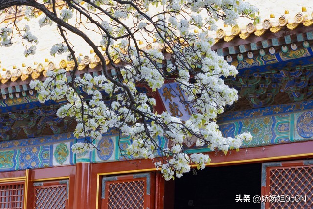 一朵花开一份春天里的浪漫,一朵花开在春天是美好的