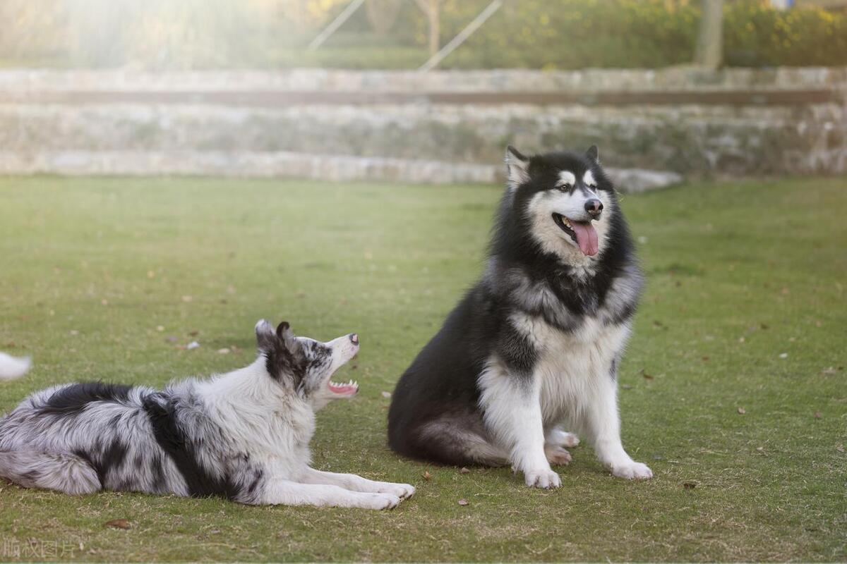 狗脚磨破皮怎么处理,狗子脚皮磨破了多久能好