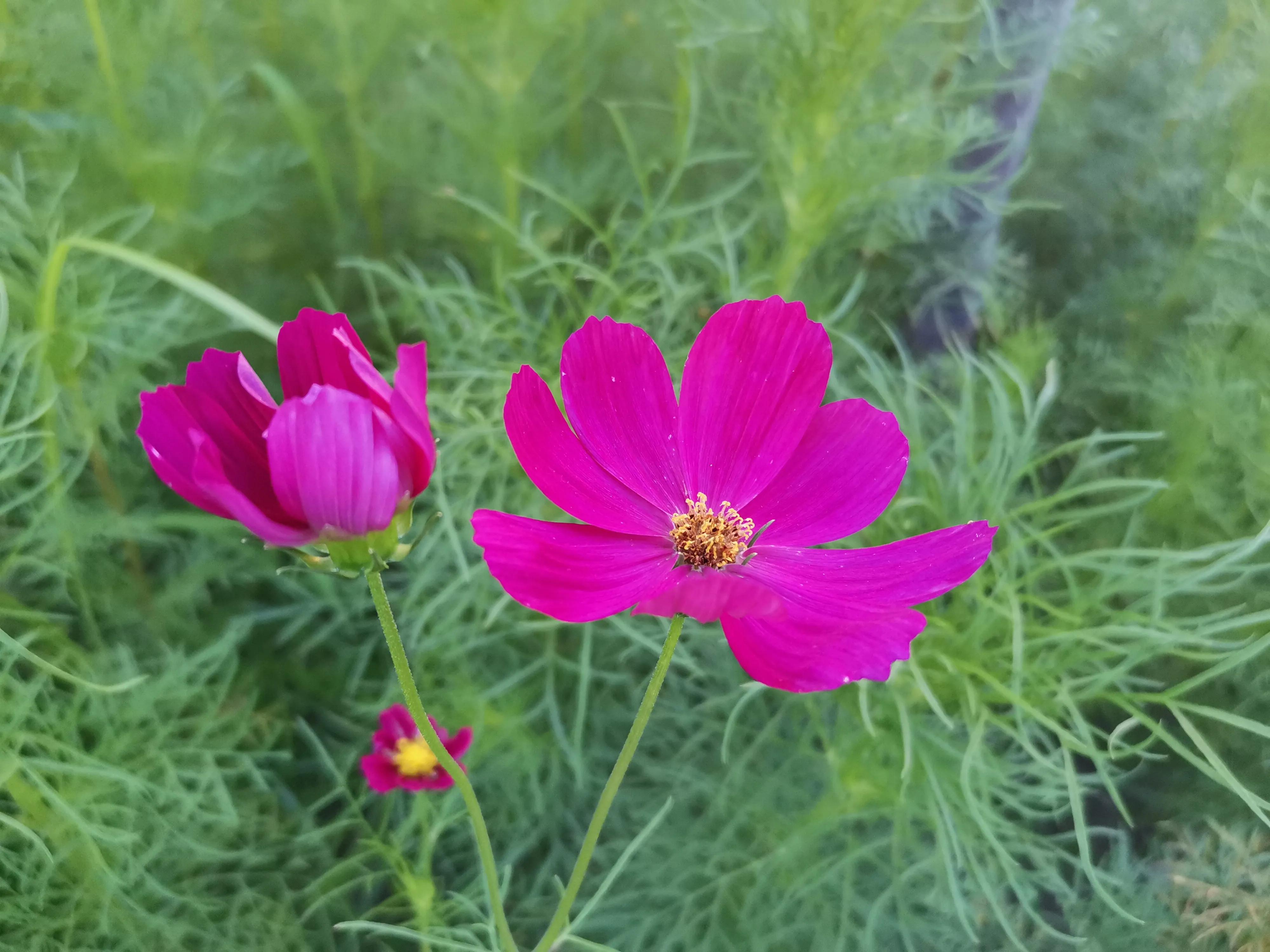 夕阳西下公园美景,夕阳西下的天津美景