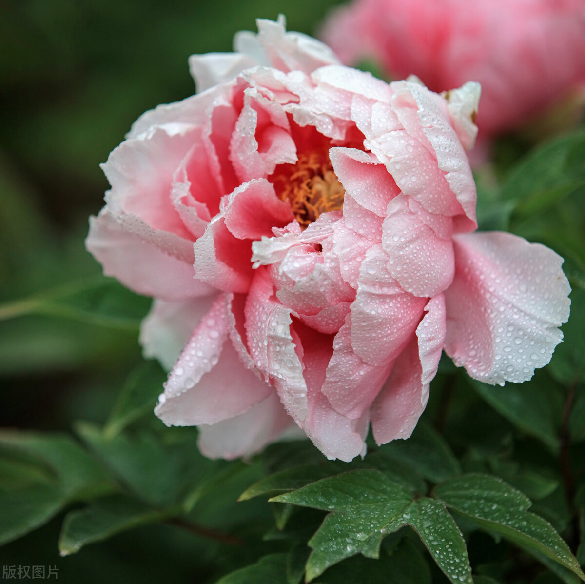 唯有牡丹真国色，花开时节动京城——牡丹，自是花中第一流