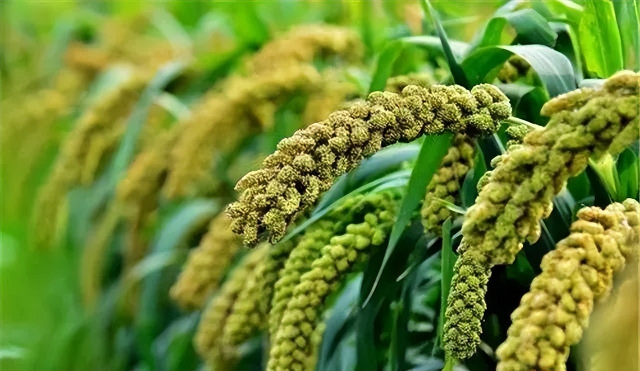 谷子的种植技术与管理课件,旱地谷子种植技术规范