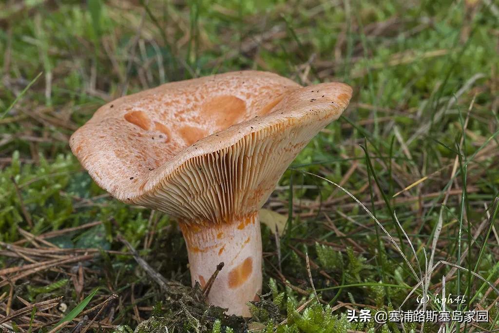 世界上十大最好吃的蘑菇,世界上最美味的10种蘑菇