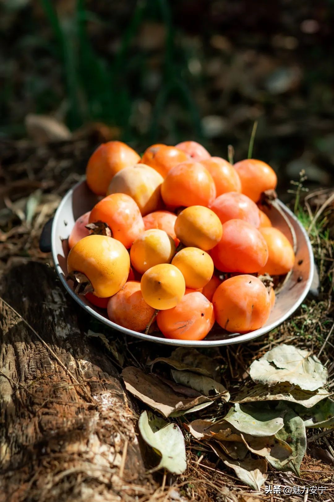 您有一份来自温泉的“柿柿如意”，请注意查收！