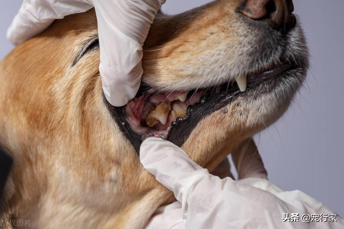 狗狗身上很难闻怎么回事,狗狗身上太难闻