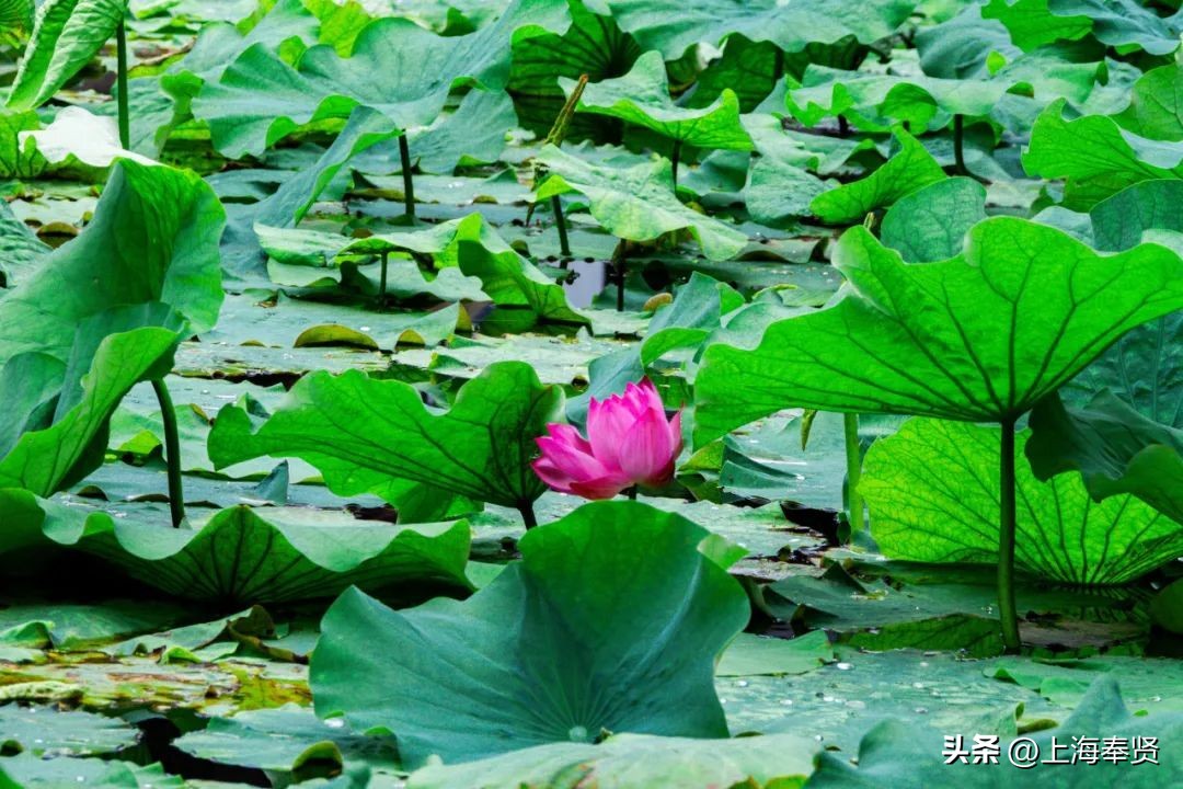 流“莲”忘返！来南桥这些地方邂逅夏天的浪漫→