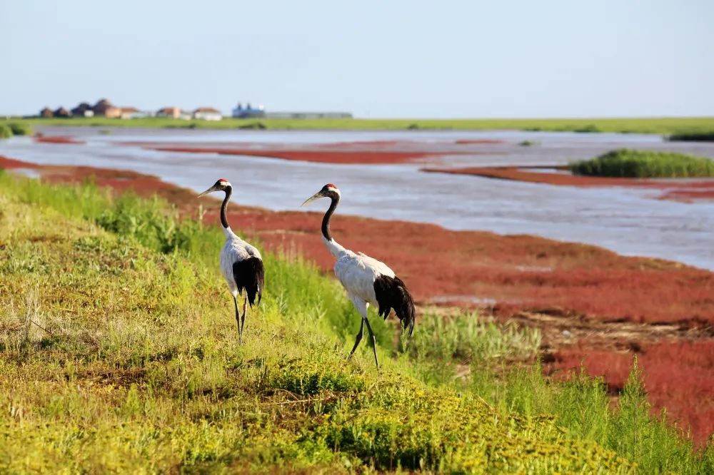 旅游图片合集多张海边,七月的红海滩景色怎么样