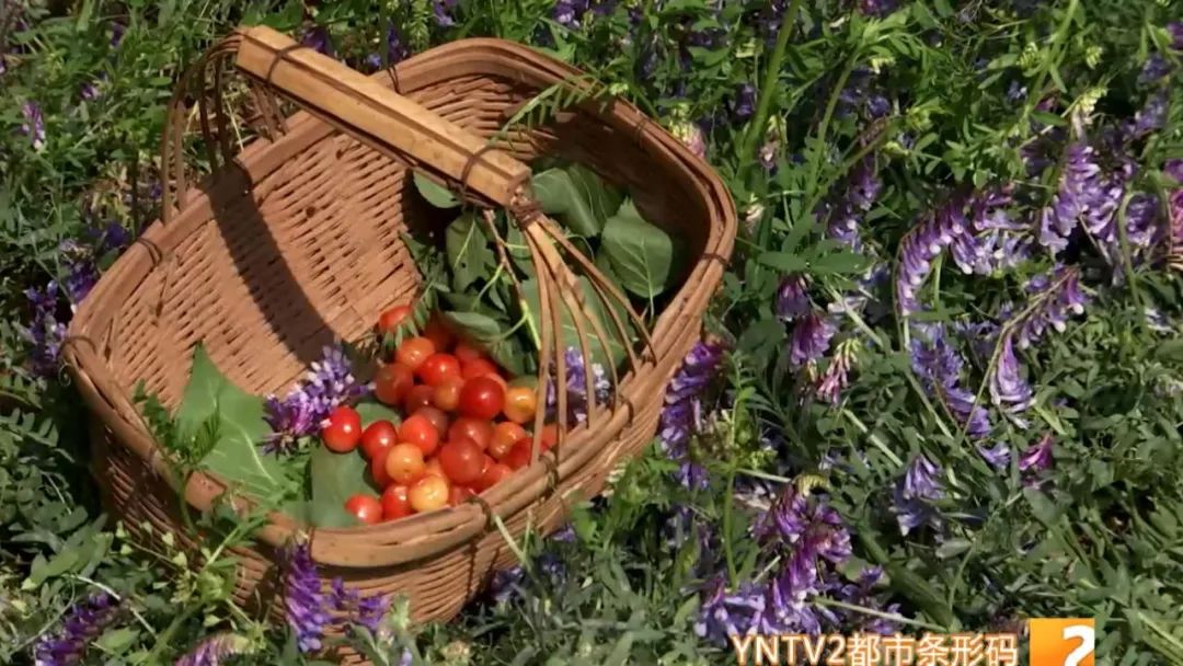 皮薄水樱桃,正宗的樱桃沟大樱桃已成熟