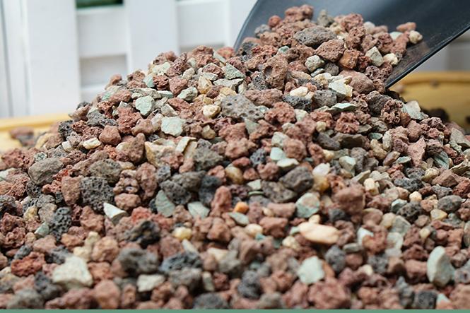 乌木怎么养的叶片肥厚,东云乌木多肉怎么养