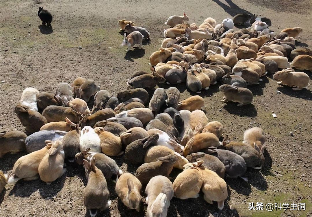 澳洲的野兔泛滥成灾的主要原因,澳洲野兔泛滥源头