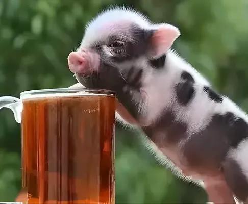 茶杯猪什么样子,茶杯猪是什么宠物