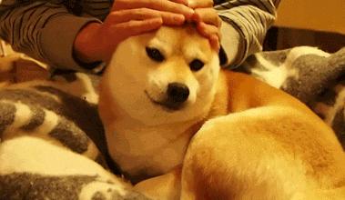 宠物怎么病那么多,宠物糖尿病临床上的症状是什么