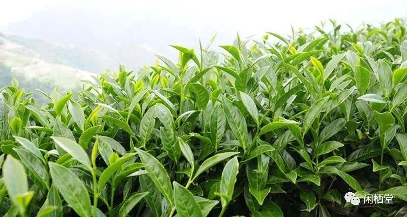 冻顶乌龙茶和金萱乌龙茶哪个好,每日认识一款茶
