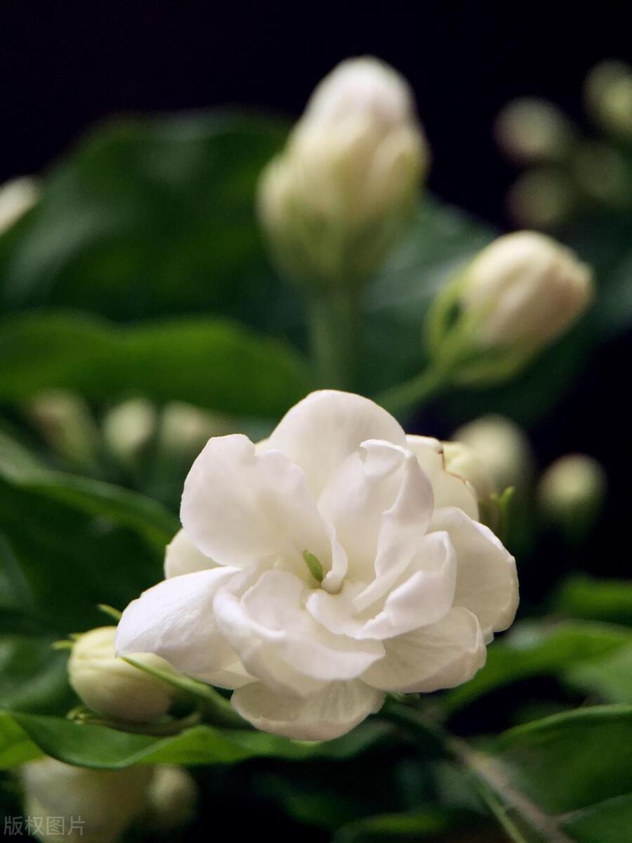 夏天活香花，这么养枝繁叶茂，花苞突突冒