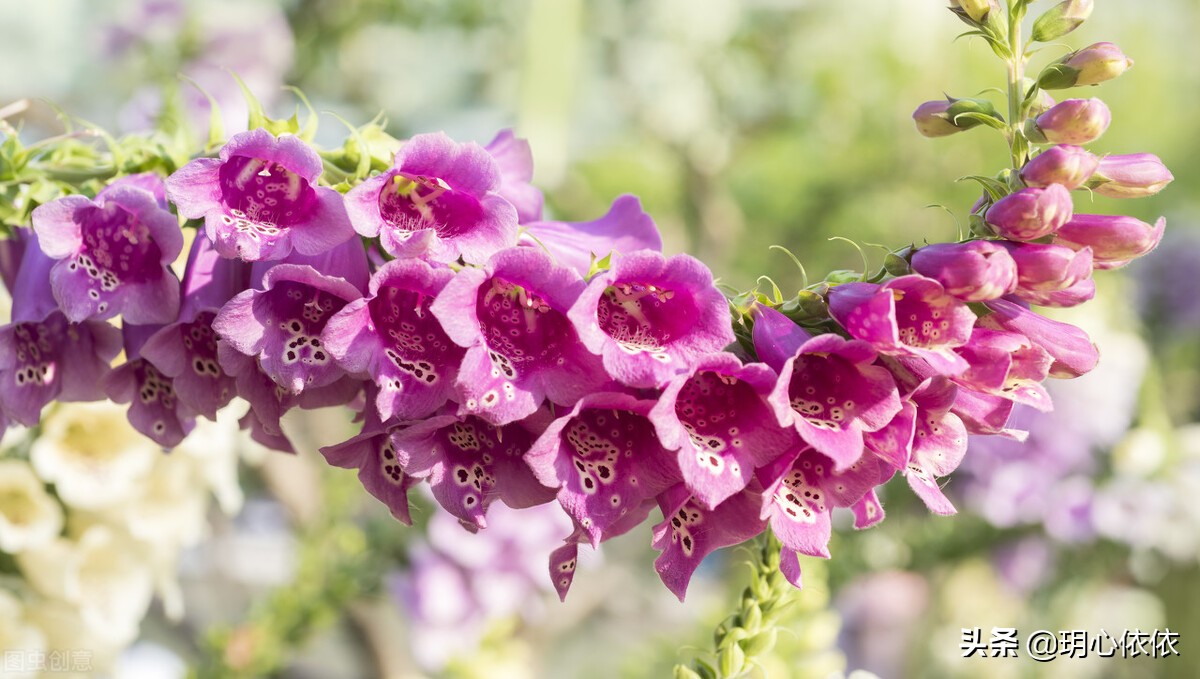 这些星座把自己活成财神爷，内心强大能力出众，心如真金光耀众生
