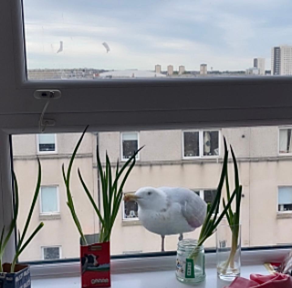 为什么背个锅去留学？