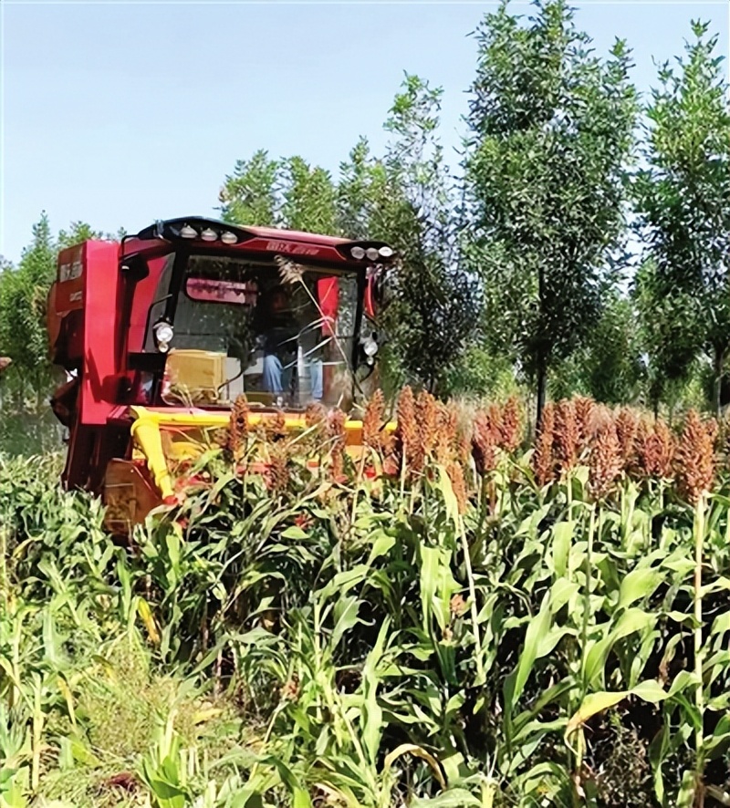 火红高粱映丰年──滨海新区中塘镇刘塘庄村千亩高粱获丰收