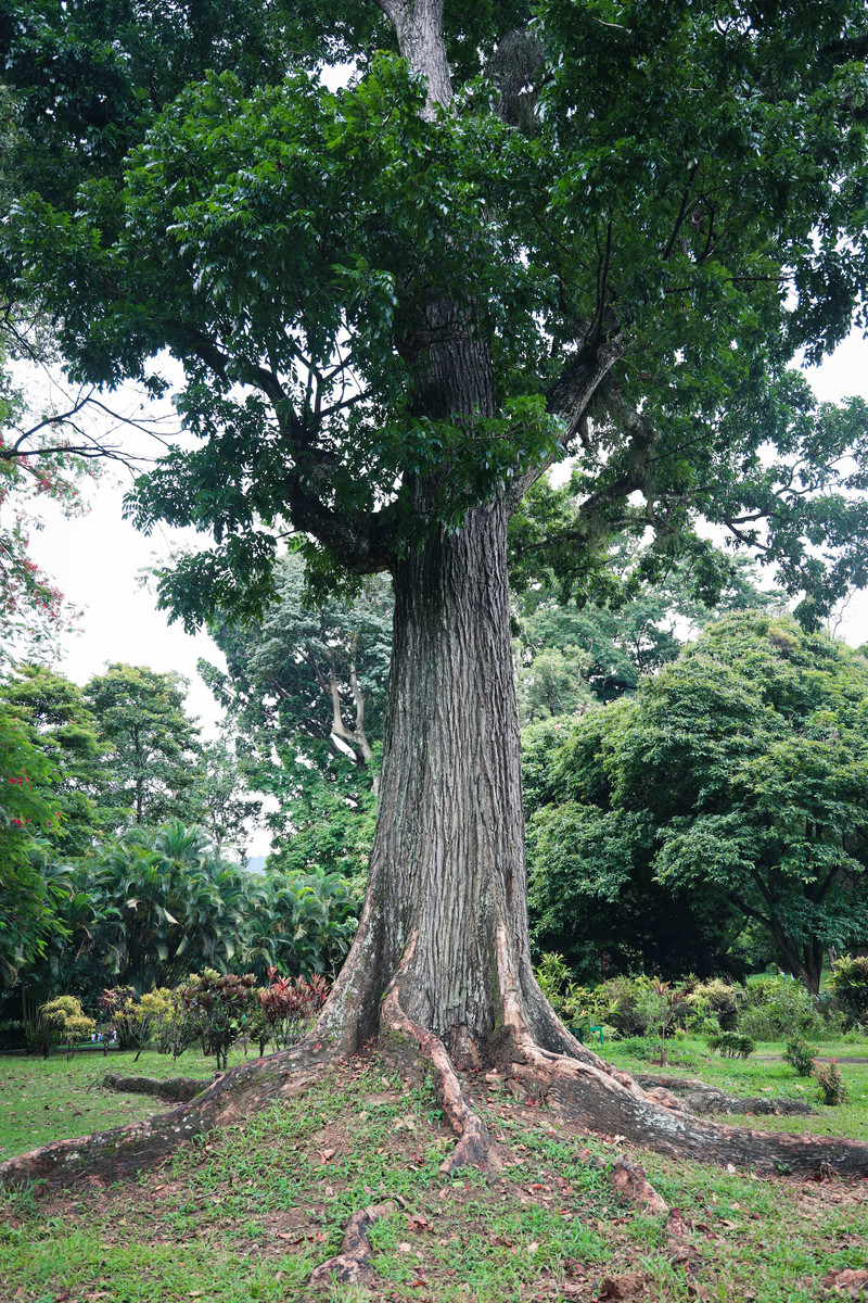 斯里兰卡旅游攻略必去景点,斯里兰卡旅游攻略最佳时间