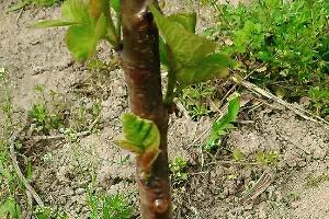 刚栽的树苗新芽枯萎怎么办,新栽的树不出芽怎么办