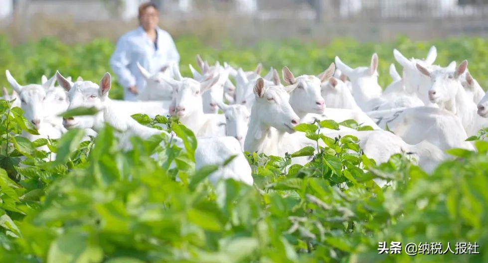 圣唐乳业有机全脂羊奶粉怎么样,圣唐乳业羊奶国内排名