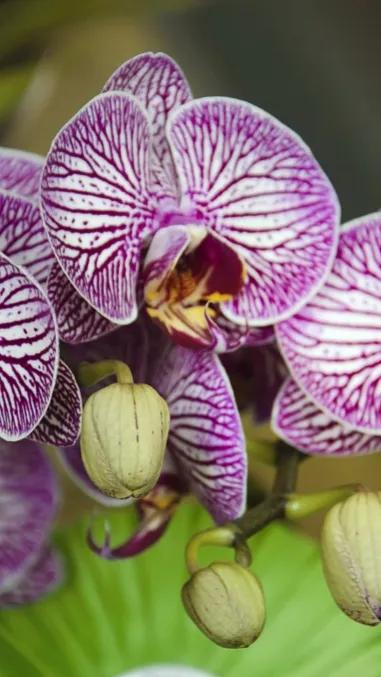 兰花原创图片,兰花品种大全