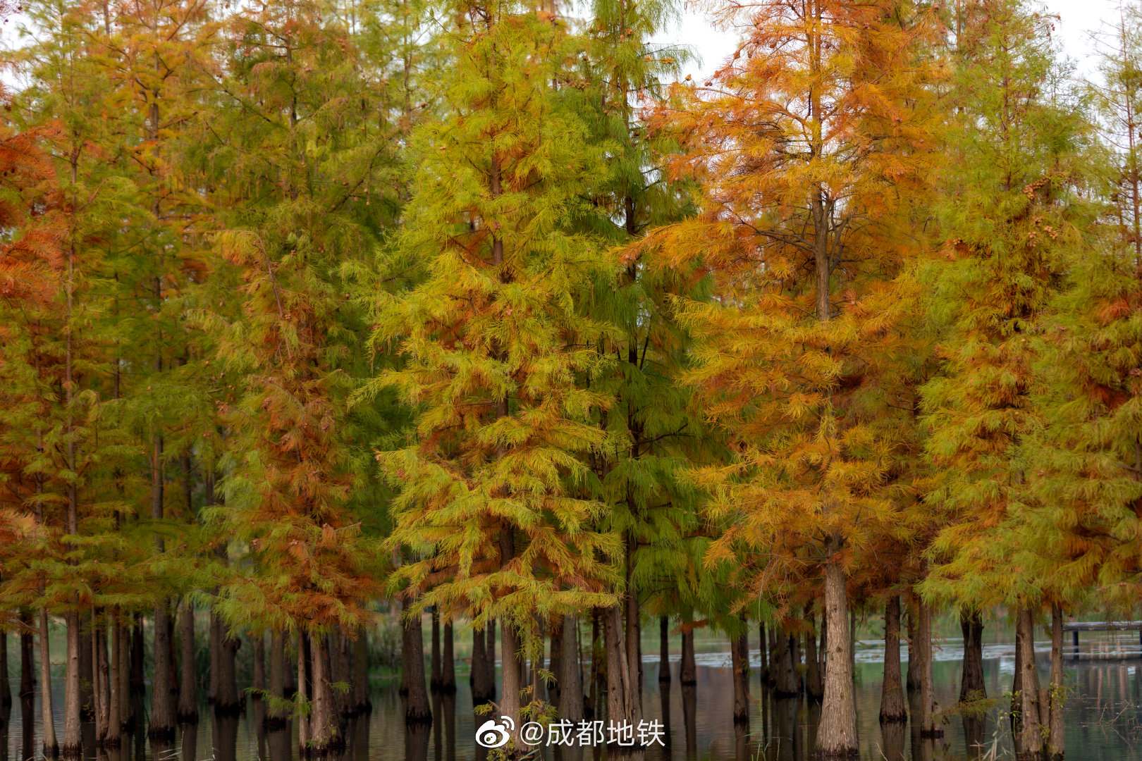 成都水杉林,宝藏成都地铁
