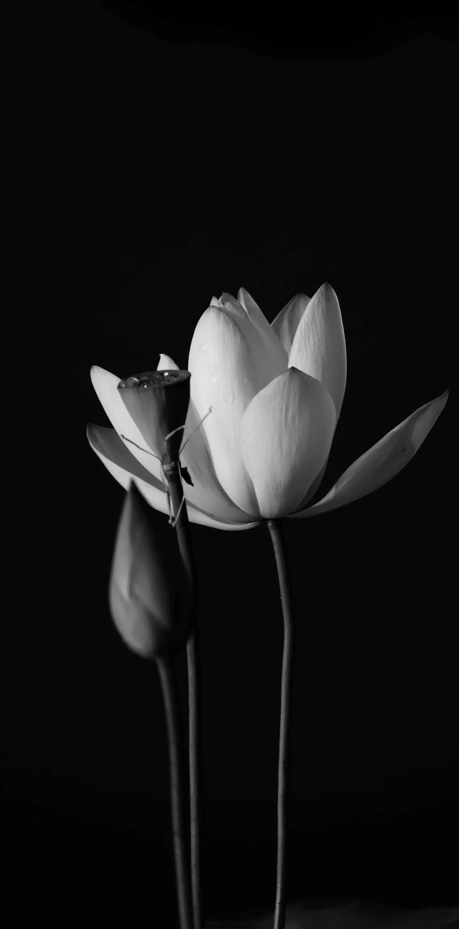 黑暗系壁纸黑底文字,黑暗色系的壁纸