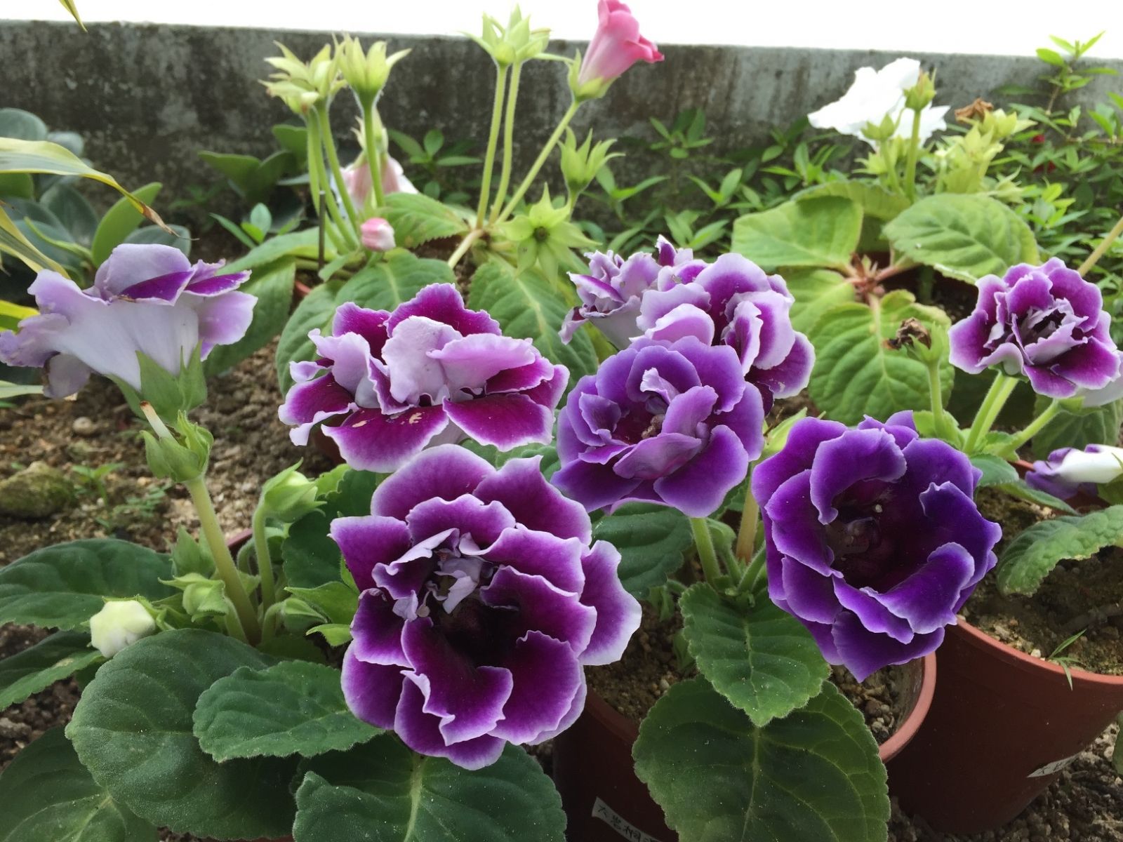 家里光照不足养的花,家里光照不足养什么植物