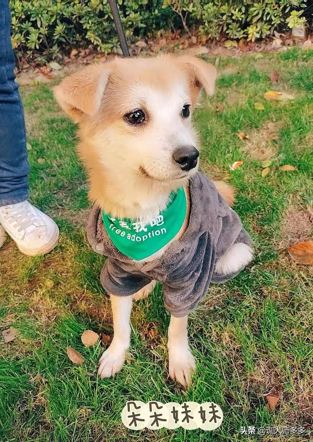 训狗乱叫教程从零开始,如何训犬防止狗狗乱叫教程