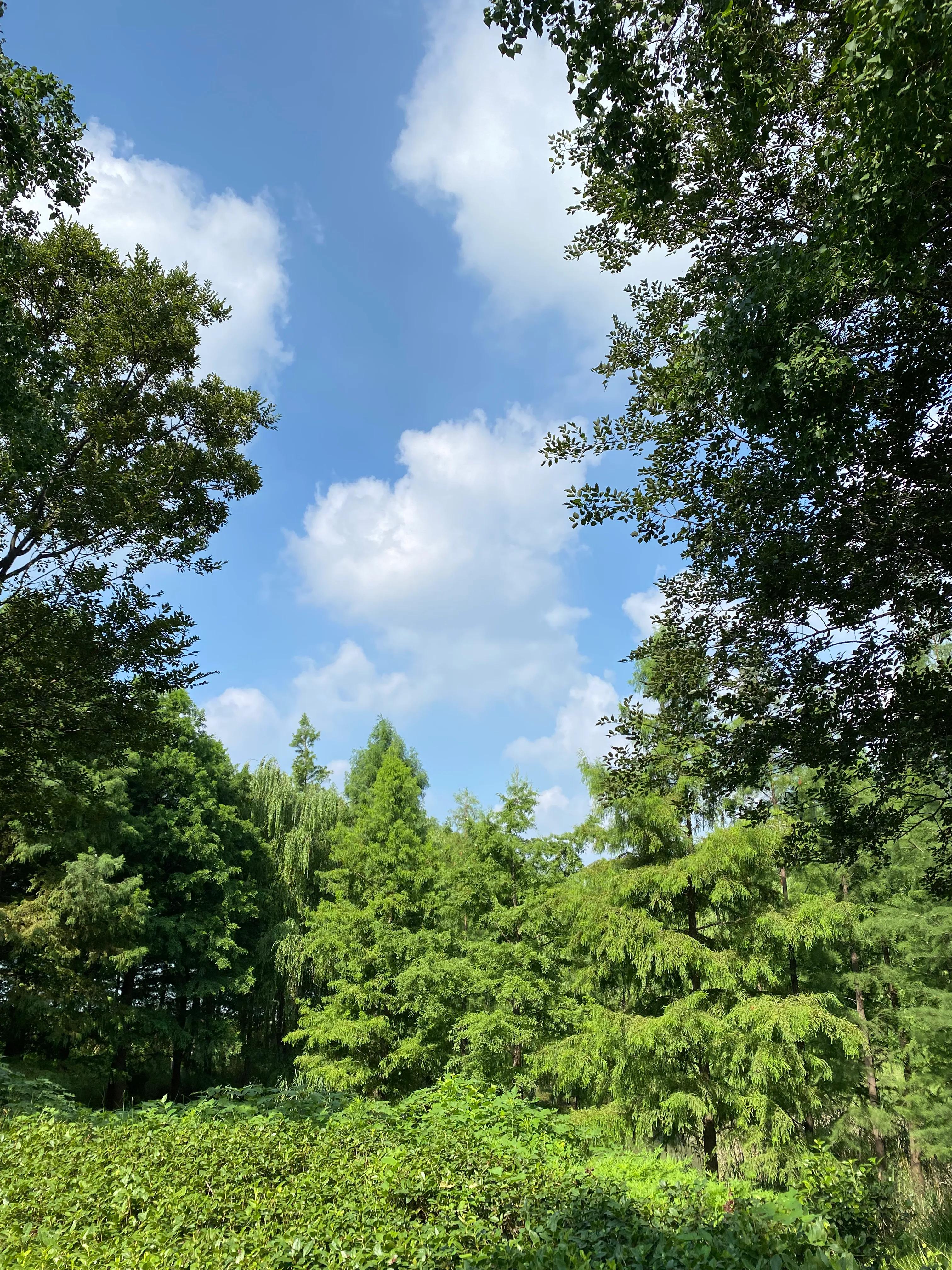 钃濆ぉ鐧戒簯鏌虫爲妗冭姳灏忔ˉ娴佹按,钃濆ぉ鐧戒簯缁挎爲寰闃冲厜鏄庡獨