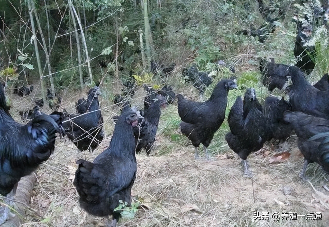 蛋鸡饲料现状如何分析呢,养蛋鸡饲料涨价