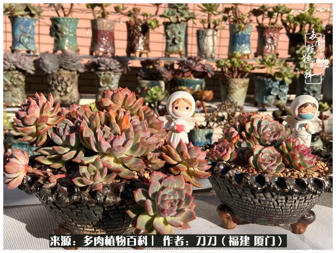 多肉夏季不好养品种有哪些,高花盆为什么养不好多肉
