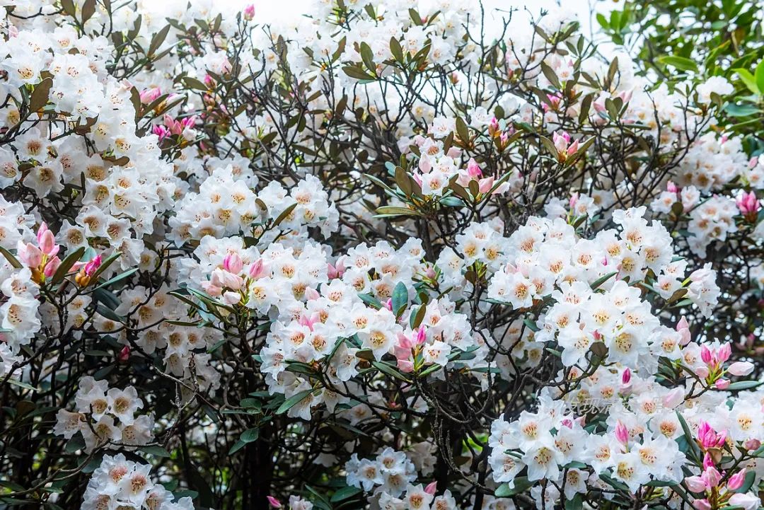 广州增城高山杜鹃,高山杜鹃广州