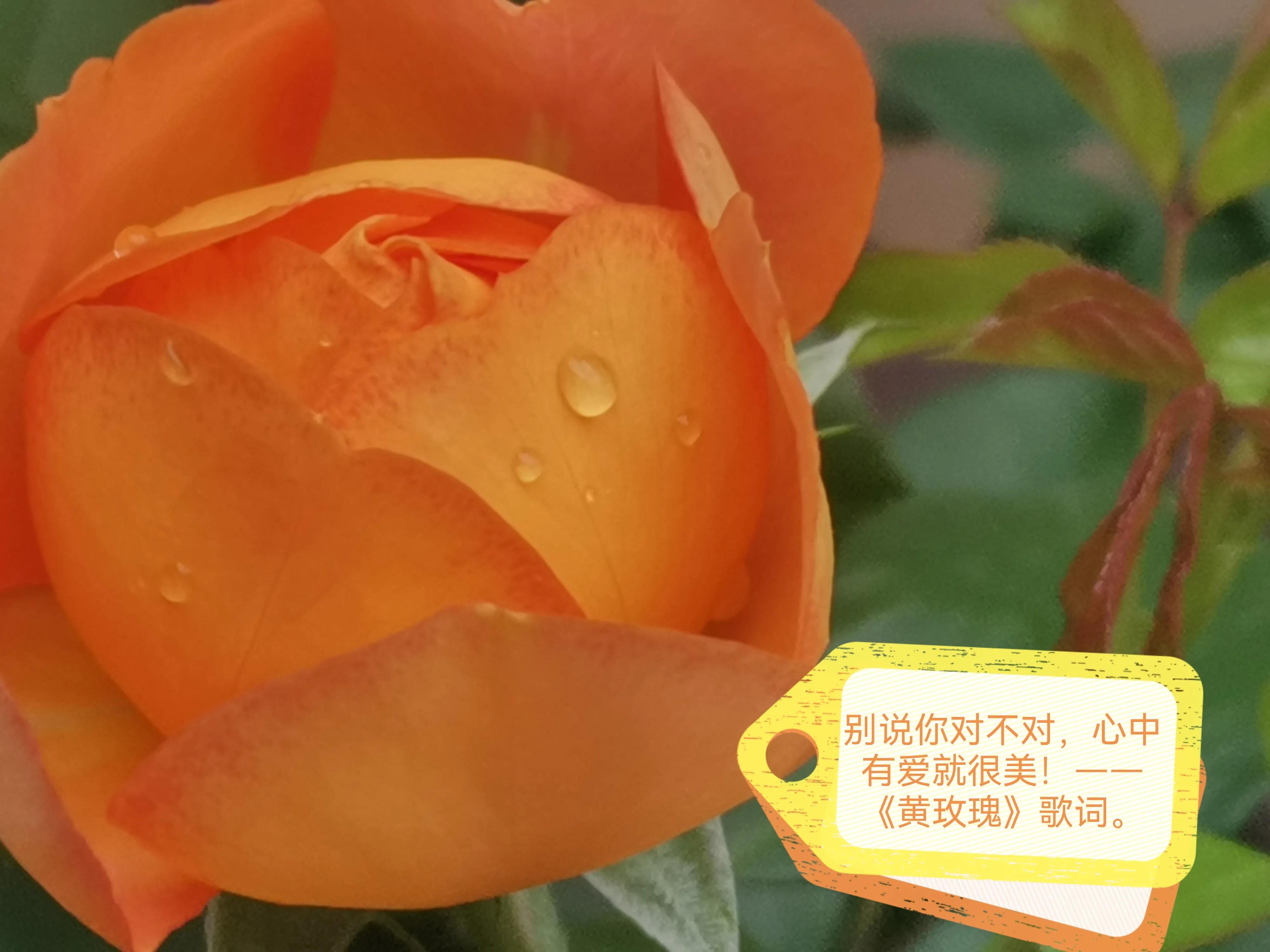 黄玫瑰刀郎经典歌曲欣赏,刀郎伤感情歌100首黄玫瑰