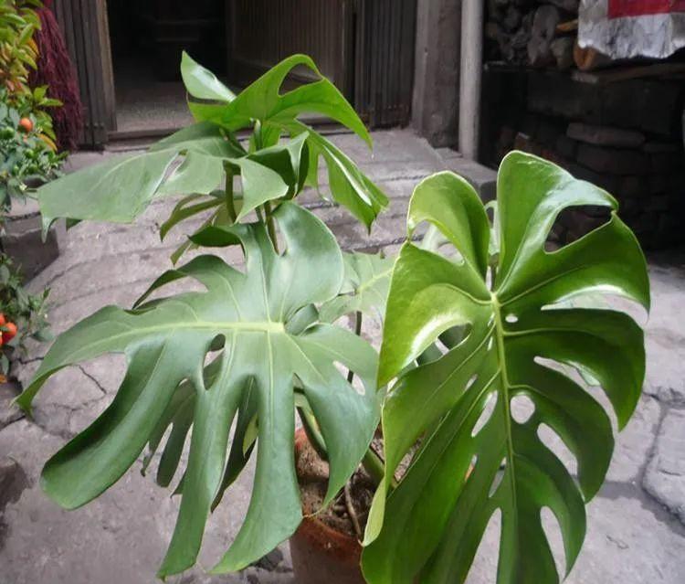 家里养什么花净化空气除甲醛,室内养哪些花吸甲醛效果好