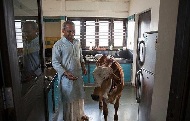 跟牛结婚的印度小伙现在怎么样了,印度男子花17万元与母牛结婚