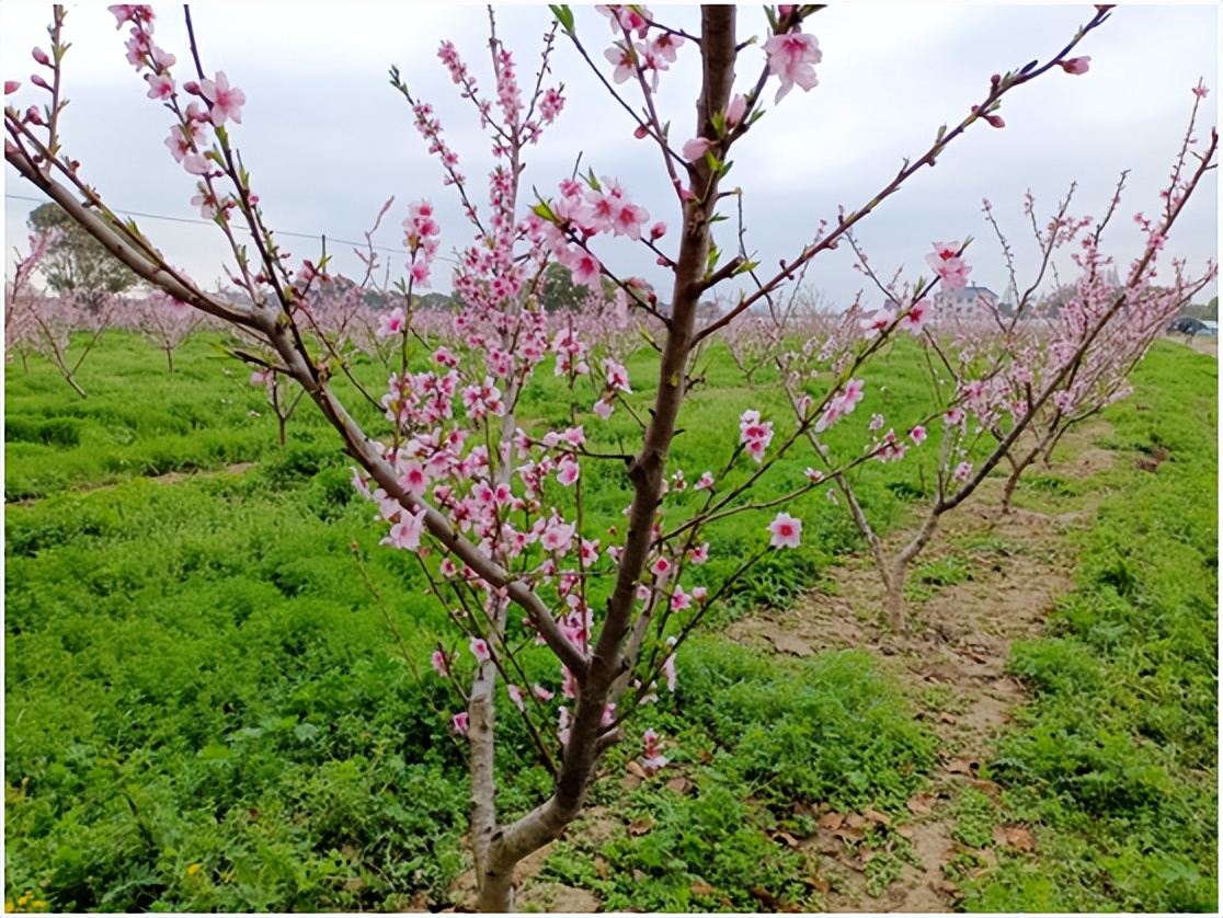 上海的玫瑰,上海的桃花开了吗