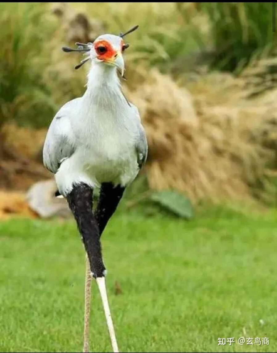 山海经2012白话全译彩图版pdf,山海经海外西经是指哪里