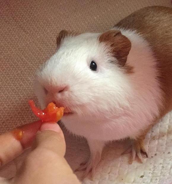 刚出生的荷兰猪怎么去照顾它,怀孕的荷兰猪要单独养吗