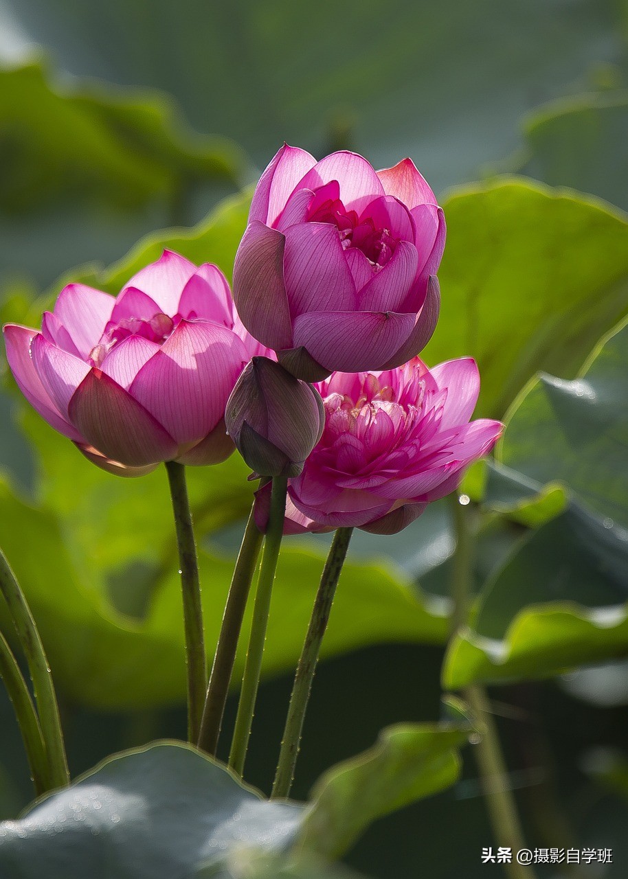 荷花摄影的拍摄方法和技巧,拍摄荷花摄影新手别犯这8个错误