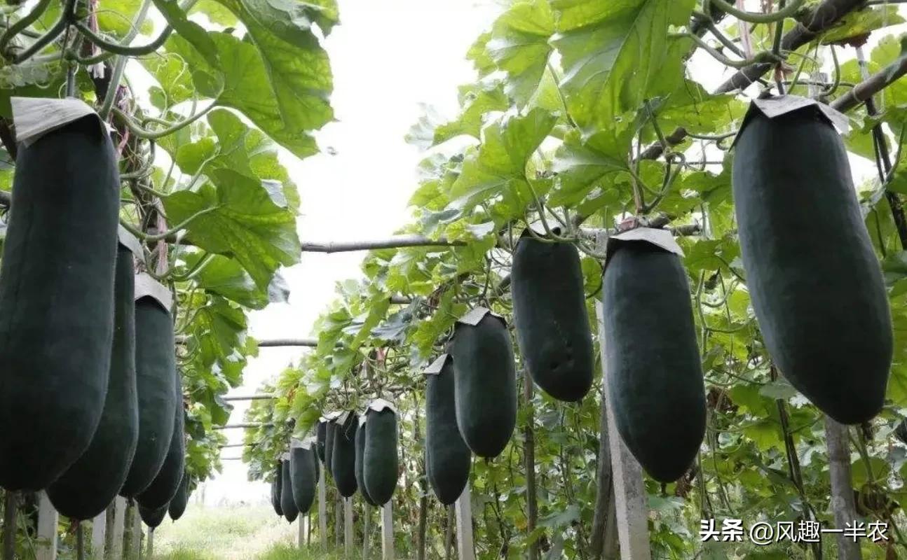 南瓜冬瓜是蔬菜还是属于植物,南瓜主蔓结瓜还是侧蔓结瓜