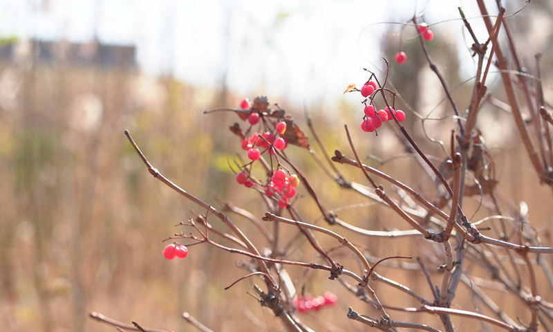 佳鑫悦ax255ec三脚架评测,佳鑫悦ax255ec三脚架价格