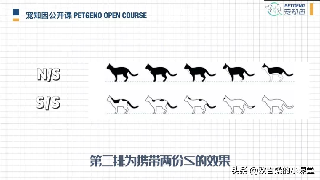 白斑变异基因,白斑基因和全白基因