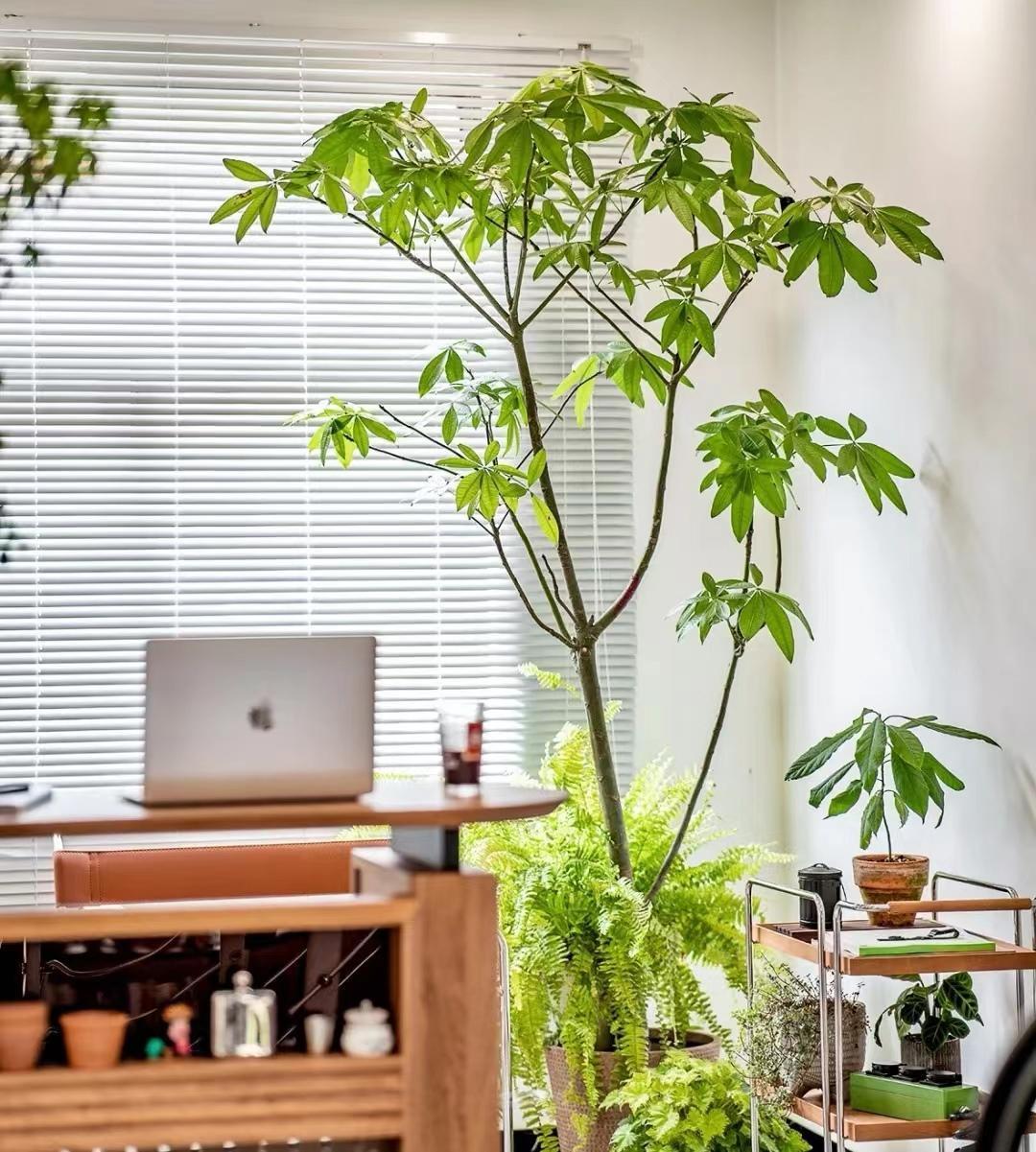 抗冻开花寓意旺家的盆栽植物花卉,旺家四季开花耐寒耐热植物