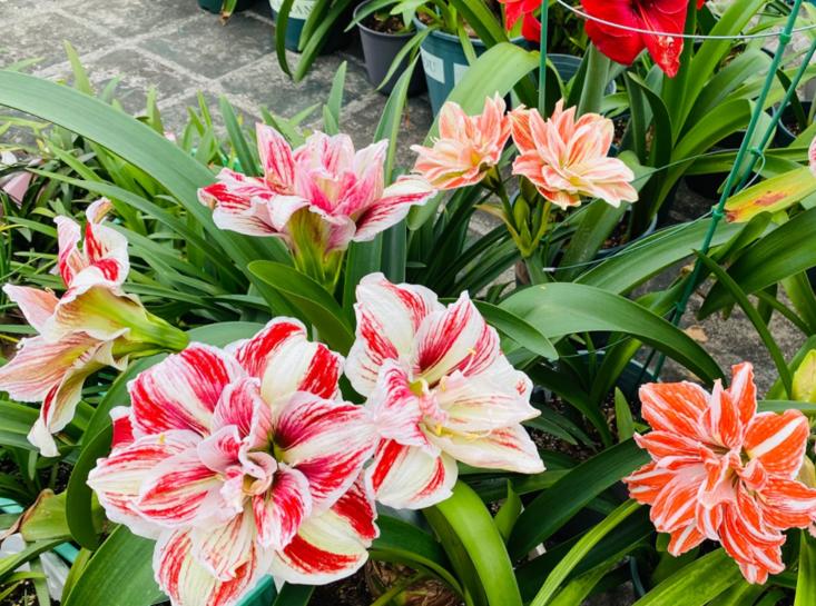 新手养花教你几个小技巧,新手想养花最好简单3步